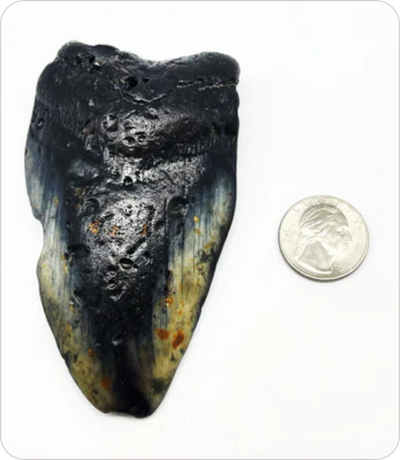 Megalodon Tooth #3