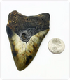 Megalodon Tooth #6