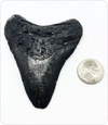 Megalodon Tooth #5