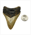 Megalodon Tooth #4