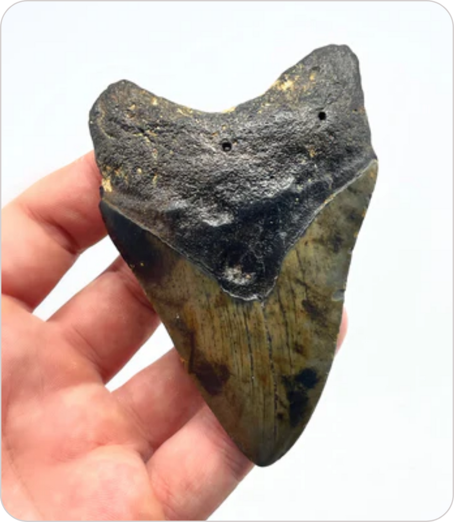 Megalodon Tooth #6