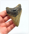 Megalodon Tooth #4