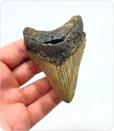 Megalodon Tooth #4