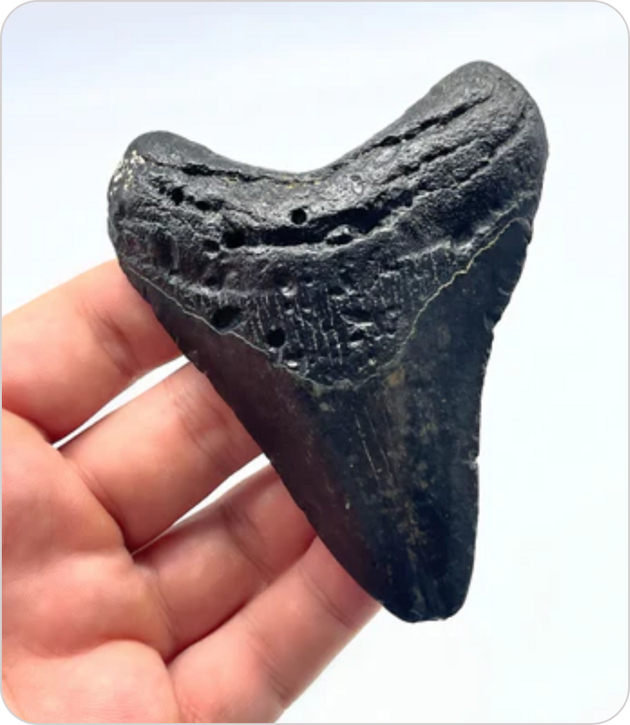 Megalodon Tooth #5