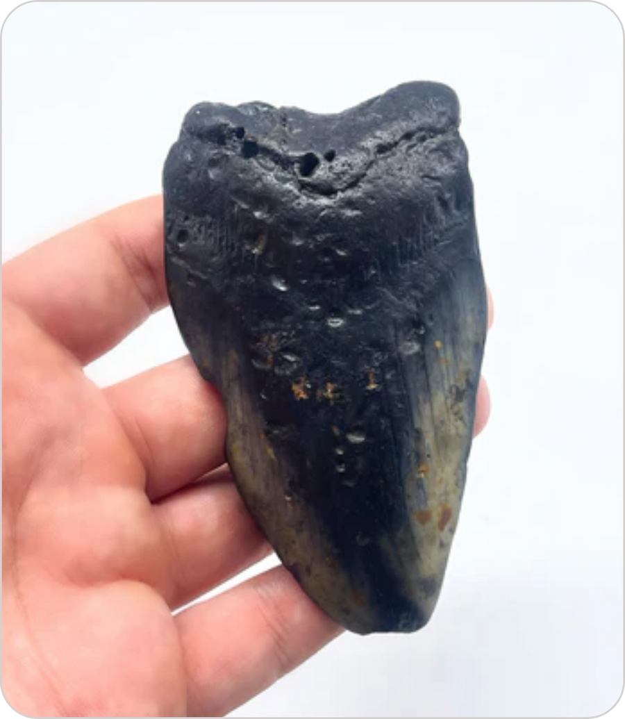 Megalodon Tooth #3